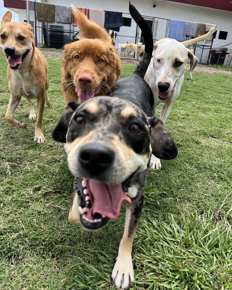 Dogs playing outdoors, running towards the photo being taken at a dog daycare and training facility in Melbourne.