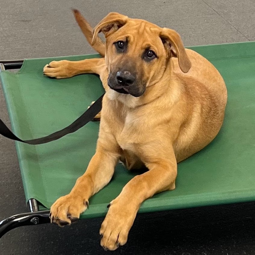 A brown dog lying on a green elevated bed, ideal for dog training at K9s's Place.