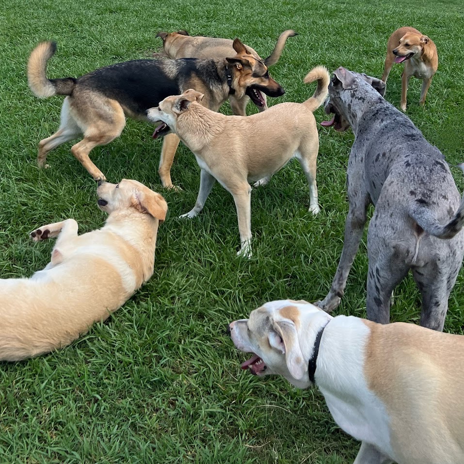 7 Dogs playing together in a grassy field at a training and boarding facility in Melbourne.