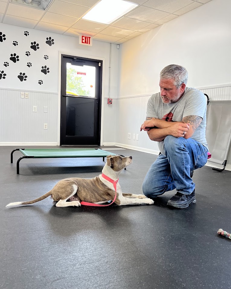 dog laying down and looking up at professional dog trainer
