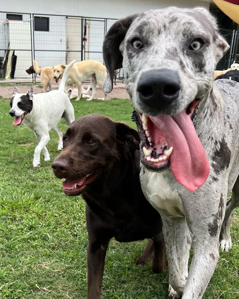 A Great Dane and Chocolate Lab playing outdoors at a dog daycare and training facility in Melbourne.