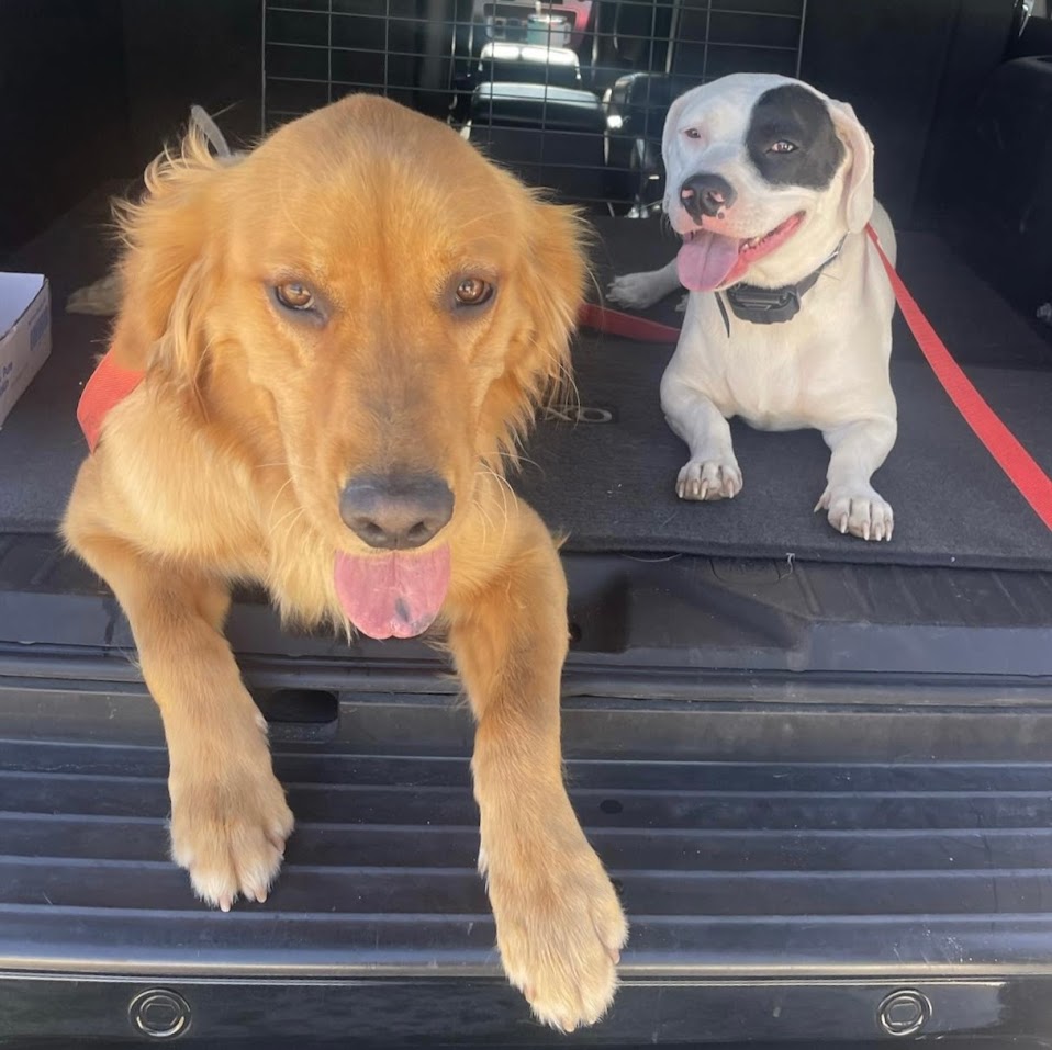 A orange golden retriever and a black an white spotted dog lay next to each other back of a truck happily.