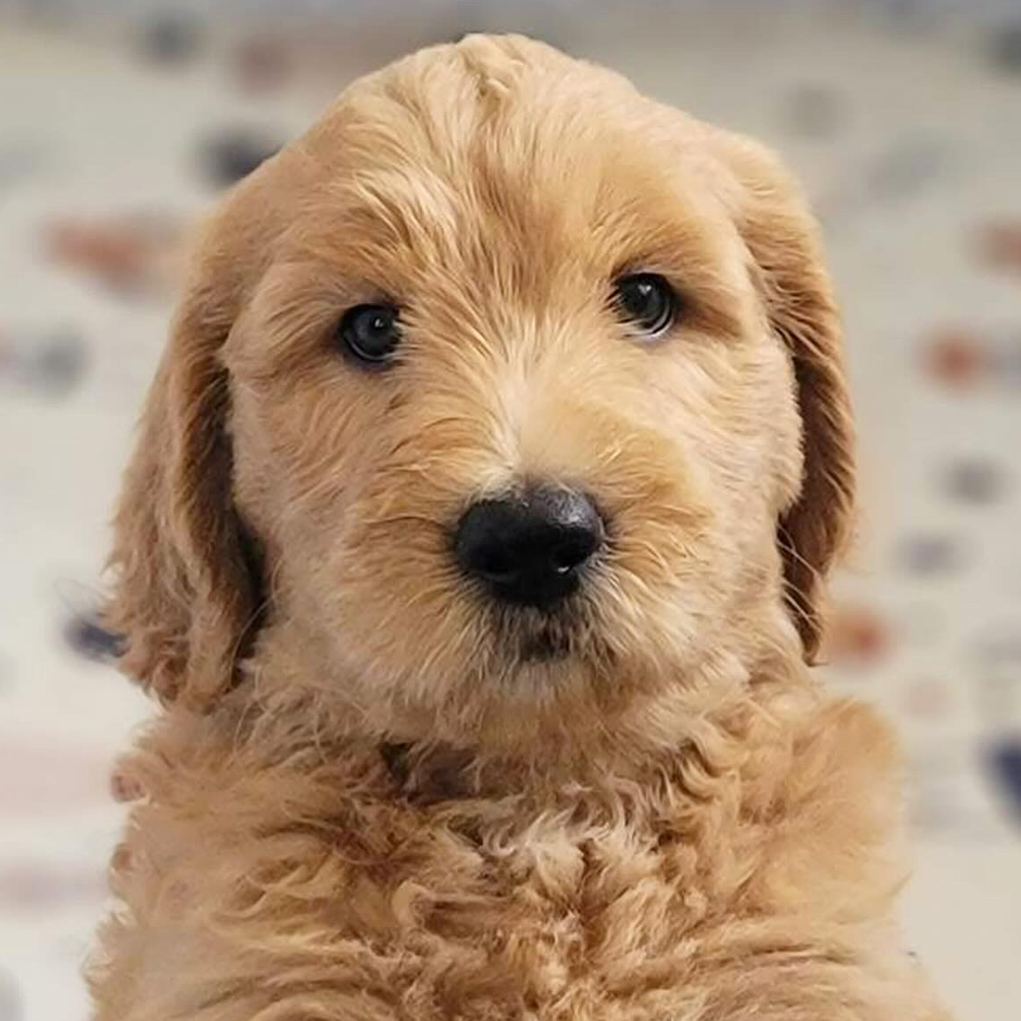 Golden doodle puppy for dog training and boarding services in Melbourne.