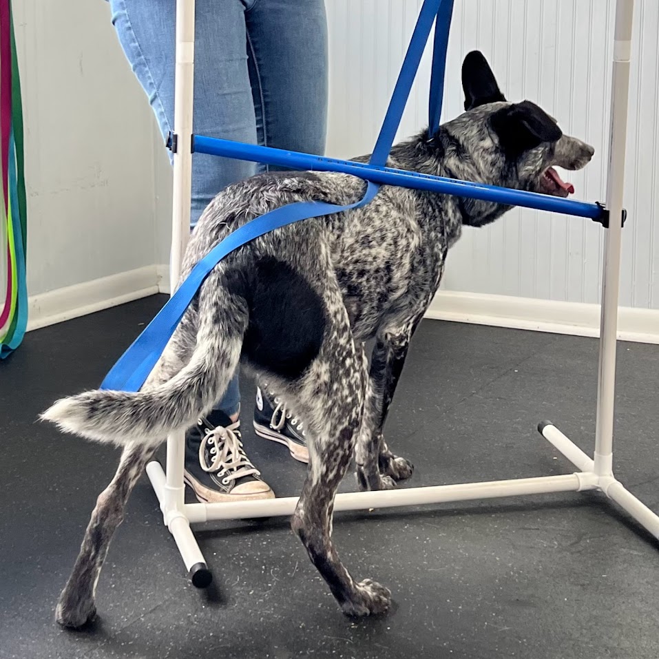 Dog is being trained and gets tangled in a doggie hurdle.