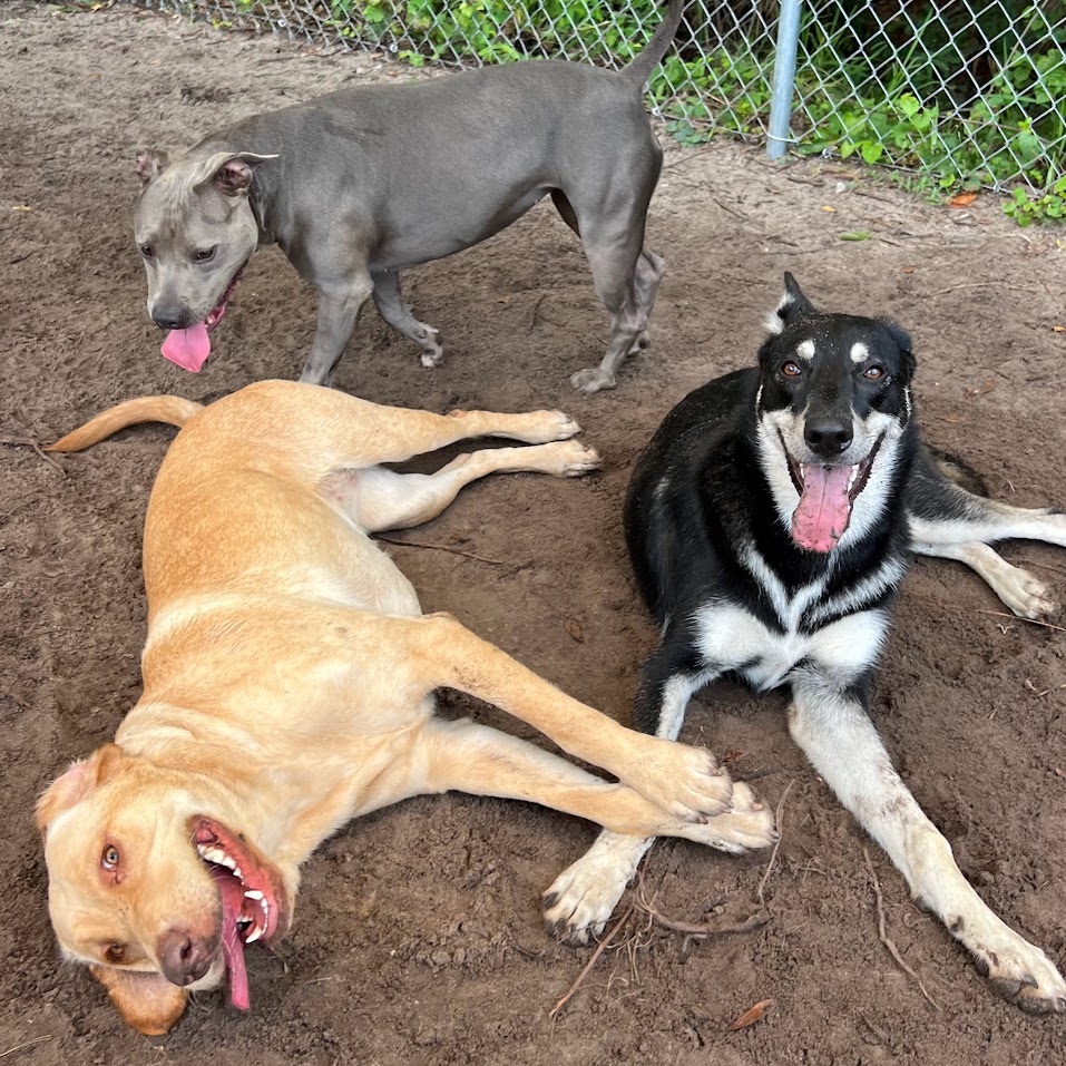 Three happy dogs relaxing outdoors at a dog daycare facility in Melbourne.