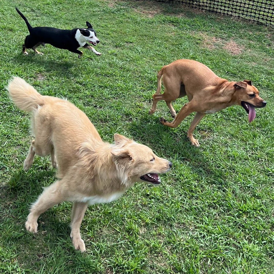 Three dogs running in a grassy field during doggie daycare at K9s Place.