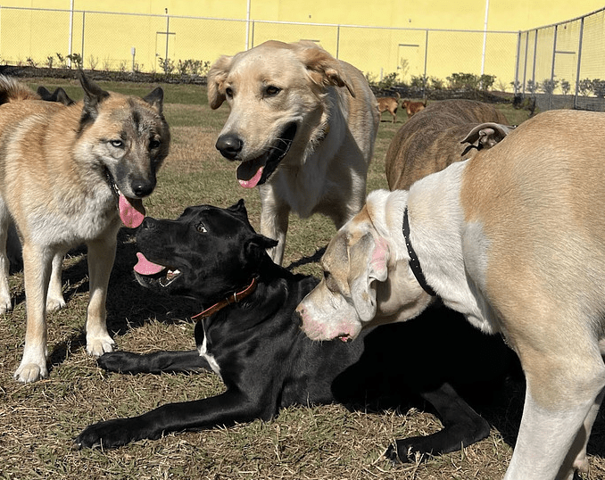 A group of dogs playing in a large, fenced area.