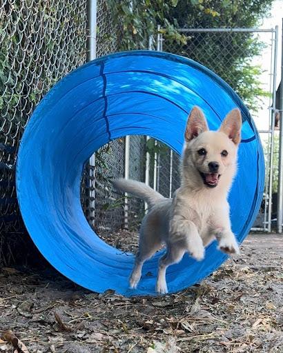 Pet Playing