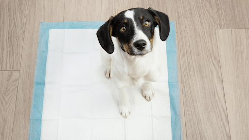 Potty Training