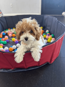 puppy play and learn