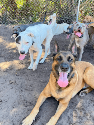 Aggressive Dog Training 1