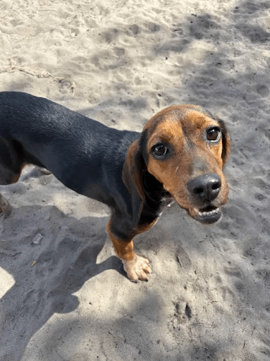 Behavior Modification for Aggressive Puppies
