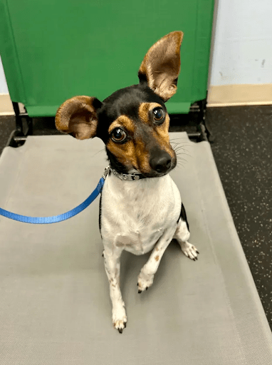 Board & Train for Rescue Dogs