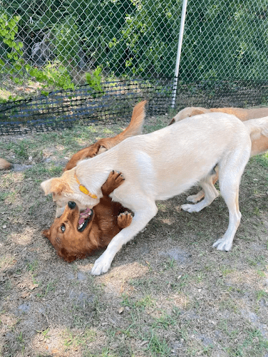 Dog Boarding for High-Energy Dogs