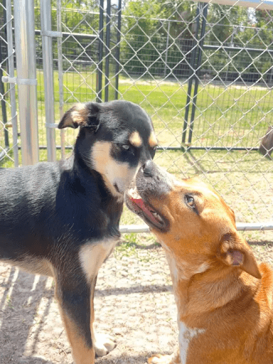 Dog Boarding for Multiple Dogs