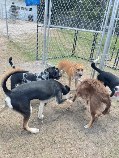 Dog Boarding for Multiple Dogs