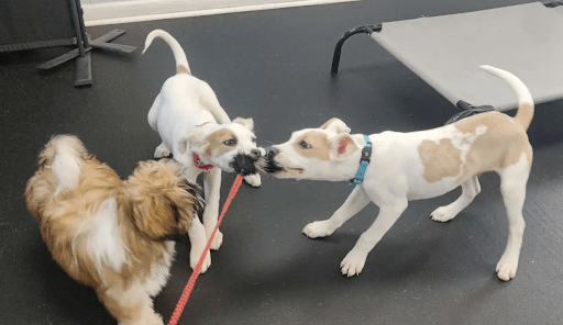 Dog Boarding for Puppies 1