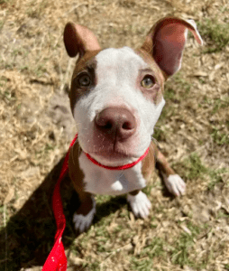 House Training & Crate Training for Rescue Dogs 1