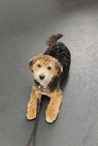 House Training & Crate Training for Rescue Dogs