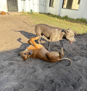 How to Help a Rescue Dog Overcome Anxiety 1
