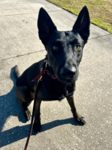 Leash Aggression Training 1
