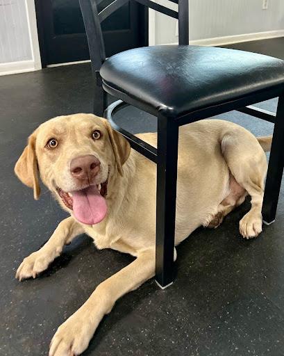 Separation Anxiety Training 2