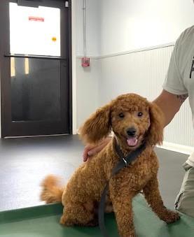 Separation Anxiety Training
