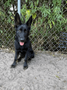Training for Aggressive Rescue Dogs 1
