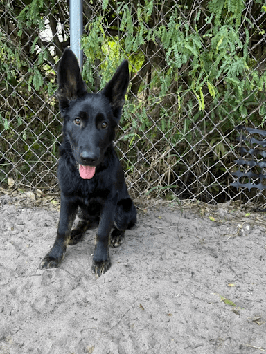Training for Aggressive Rescue Dogs