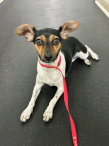 What to Do When Your Rescue Dog Won't Listen 1
