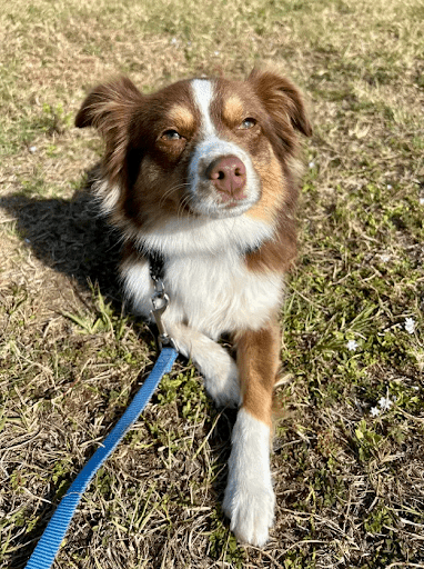Behavior Modification Training