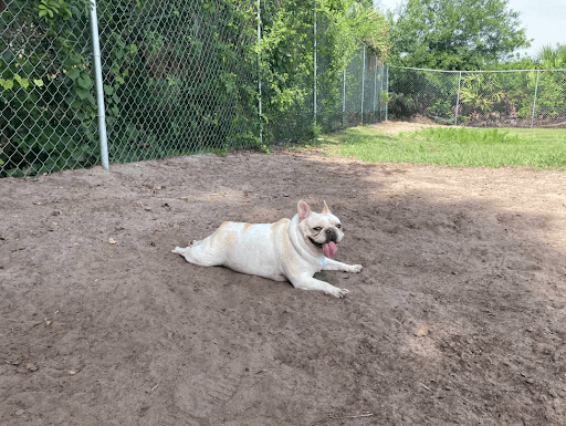 Dog Boarding for Hospital Stays and Emergencies