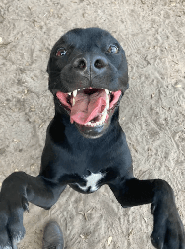 Dog Boarding for Hospital Stays and Emergencies