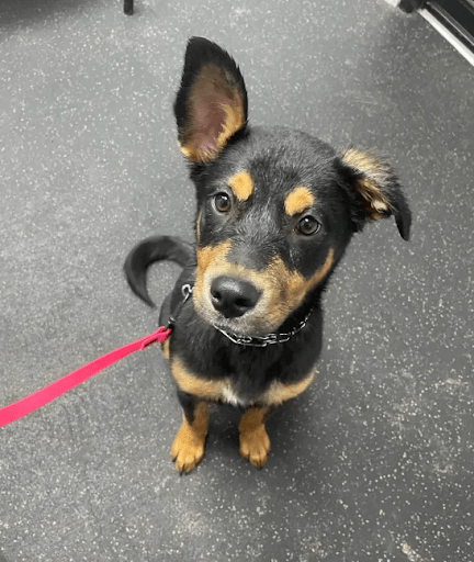 Dog Boarding for Puppies