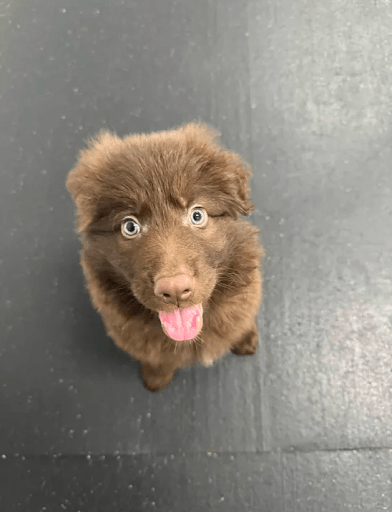 Dog Boarding for Puppies