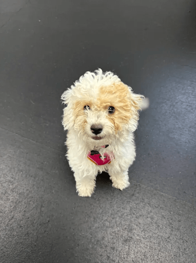 Dog Daycare for Puppies