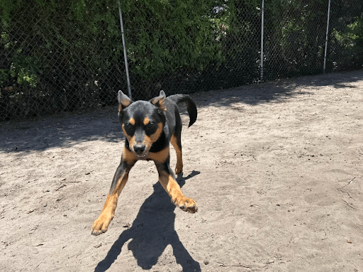 Dog Daycare for Puppies