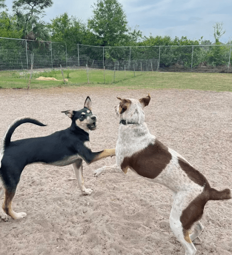 Dog-on-Dog Aggression