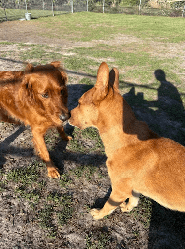 Last-Minute Dog Boarding