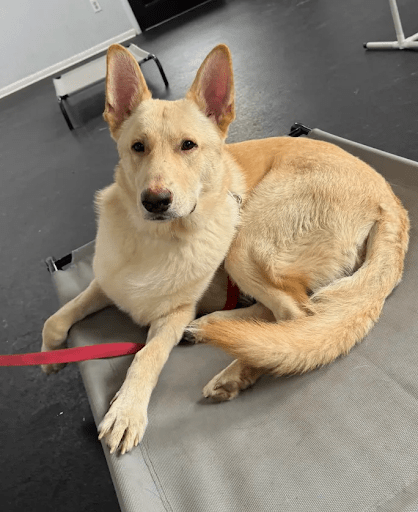 Resource Guarding in Rescue Dogs