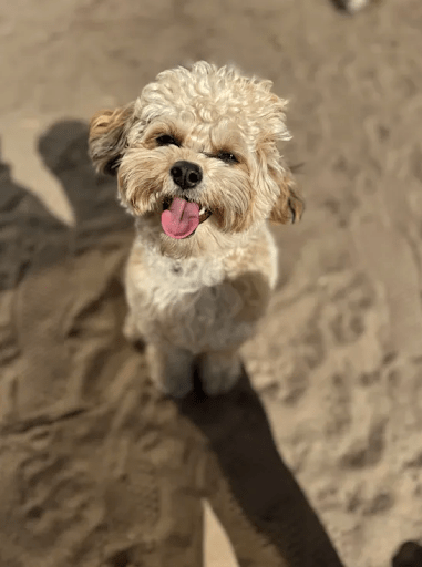 Socialization Training for Rescue Dogs
