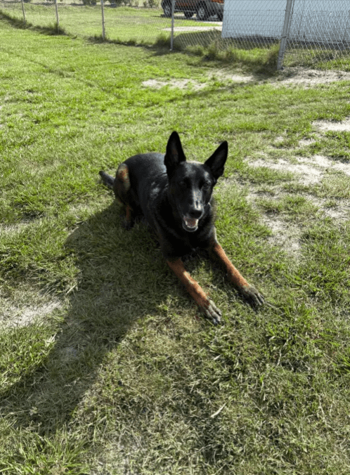 A happy German Shepherd laying down in the grass at a doggy daycare facility.