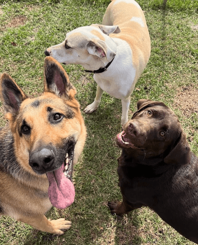 dogs in a field standing close together and looking happy