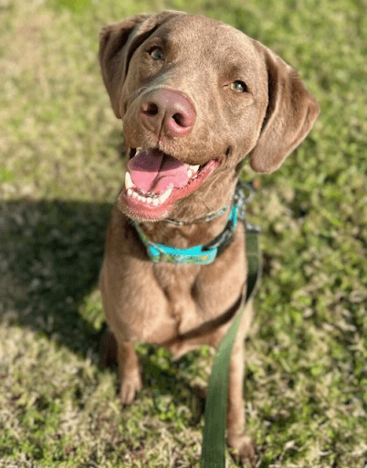 Leash Reactivity Training