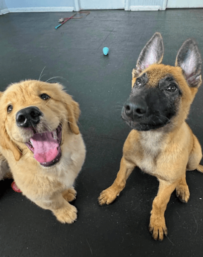 Training for Overstimulated or Easily Distracted Dogs
