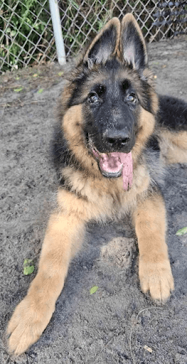 Board & Train for Aggressive Dogs