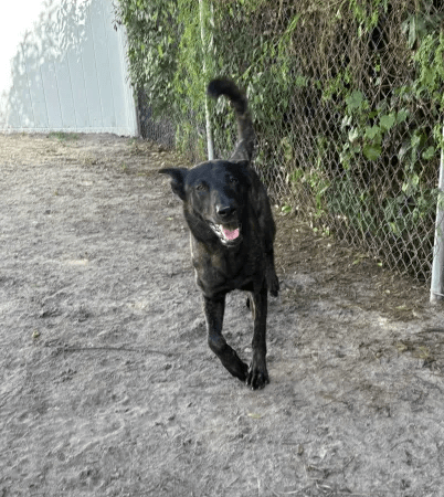 Board & Train for Aggressive Dogs