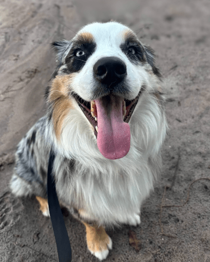 Dog Boarding for Anxious Dogs