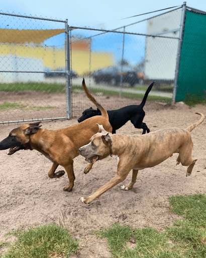 Dog Boarding for Anxious Dogs