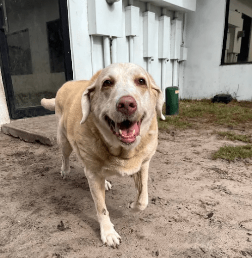 Dog Boarding for Senior Dogs